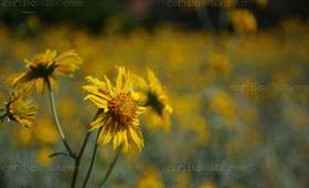 Distressed Daisies